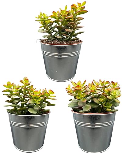 Sukkulenten, Crassula Minor, 12cmØ, 15-20CM hoch, Sinktöpfe (3 Stück) von Cactus24