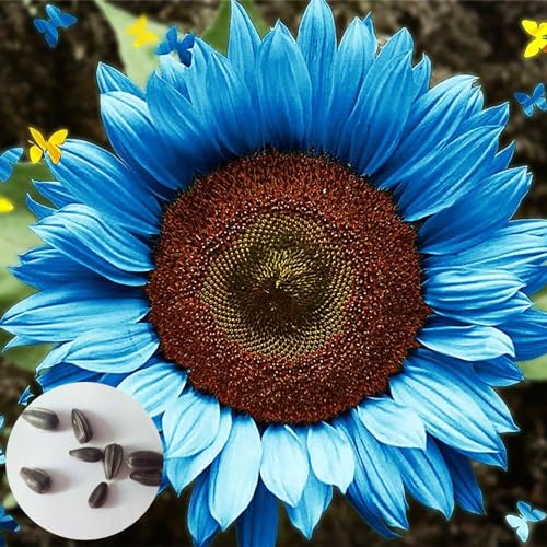 Calager 100 Stück Blaue Sonnenblumenkerne Nicht-GVO Voller Vitalität Schnell wachsend einfache Kultivierung Hohe Keimrate Gartenblumenkerne Garten Balkon Weg Weg Pflanze Blume 100pcs von Calager