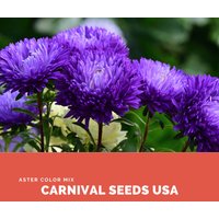 Aster Farbmix 2 - 100 Samen Blumensamen von CarnivalSeedsUSA