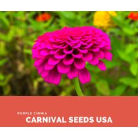 Lila Zinnia - 60 Samen Blumensamen von CarnivalSeedsUSA