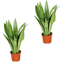 Casa Caron | 2er-Set Sansevieria Zeylanica von Casa Caron