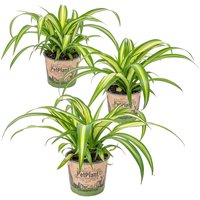 Casa Caron | 3er-Set Chlorophytum Hawaiian von Casa Caron