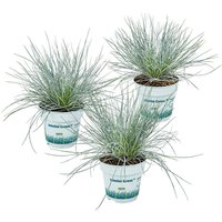 Casa Caron | 3er-Set Festuca glauca Eisvogel von Casa Caron