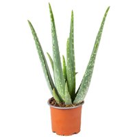 Casa Caron | Aloe Vera Barbadensis von Casa Caron