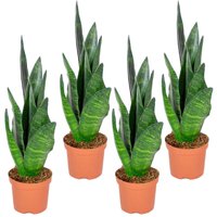 Casa Caron | Sansevieria Schwarze Koralle von Casa Caron