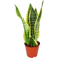 Casa Caron | Sansevieria Superba von Casa Caron