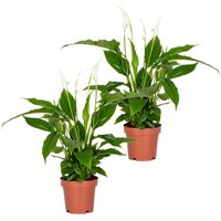 Casa Caron | Satz von 2 Spathiphyllum Torelli von Casa Caron