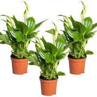 Casa Caron | Satz von 3 Spathiphyllum Pearl Cupid von Casa Caron