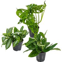 Casa Caron | Set mit 3 botanischen Zimmerpflanzen Monstera von Casa Caron