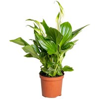 Casa Caron | Spathiphyllum Pearl Amor von Casa Caron