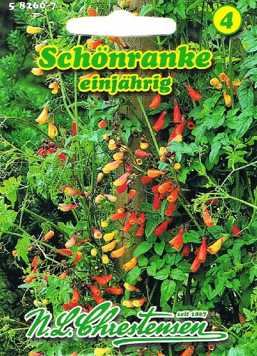 Schönranke 'Eccremocarpus scaber' Saatgut Kletterpflanze von Chrestensen