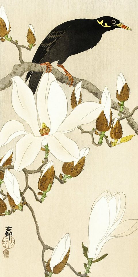 Close Up Poster Myna On Magnolia Branch Kunstdruck Ohara Koson 20 x 40 cm von Close Up