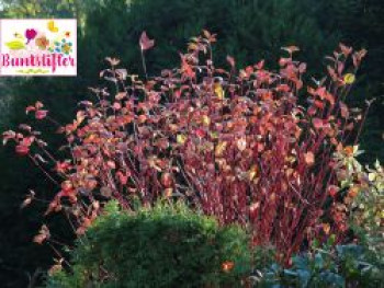 Rotholz Hartriegel / Purpur-Hartriegel Buntstifter 'Sibirica', 40-60 cm, Cornus alba Buntstifter 'Sibirica', Containerware von Cornus alba Buntstifter 'Sibirica'