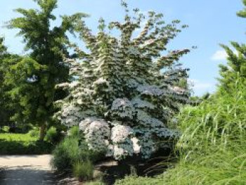 Chinesischer Blumen-Hartriegel 'Wieting's Select', 80-100 cm, Cornus kousa var. chinensis 'Wieting's Select', Containerware Chinesischer Blumen-Hartriegel 'Wieting's Select', 80-100 cm, Cornus kousa var. chinensis 'Wieting's Select', Containerware von Cornus kousa var. chinensis 'Wieting's Select'