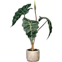 Creativ green Künstliche Zimmerpflanze "Alocasia", im Zementtopf von Creativ Green