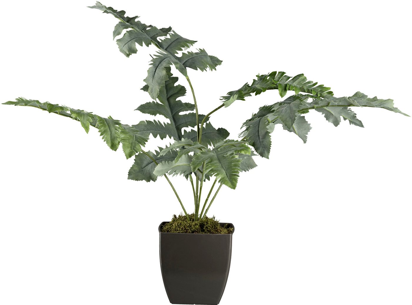 Künstliche Zimmerpflanze Blaufarn im Topf Farn, Creativ green, Höhe 68 cm von Creativ green