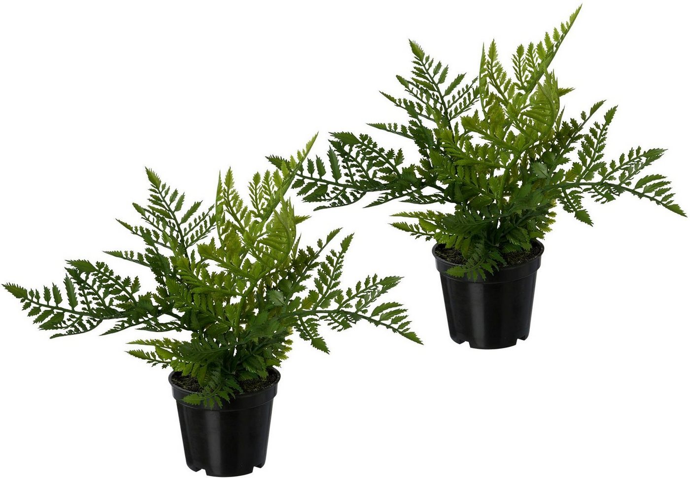 Kunstpflanze Farn, Creativ green, Höhe 25 cm, 3er Set, im Kunststofftopf von Creativ green