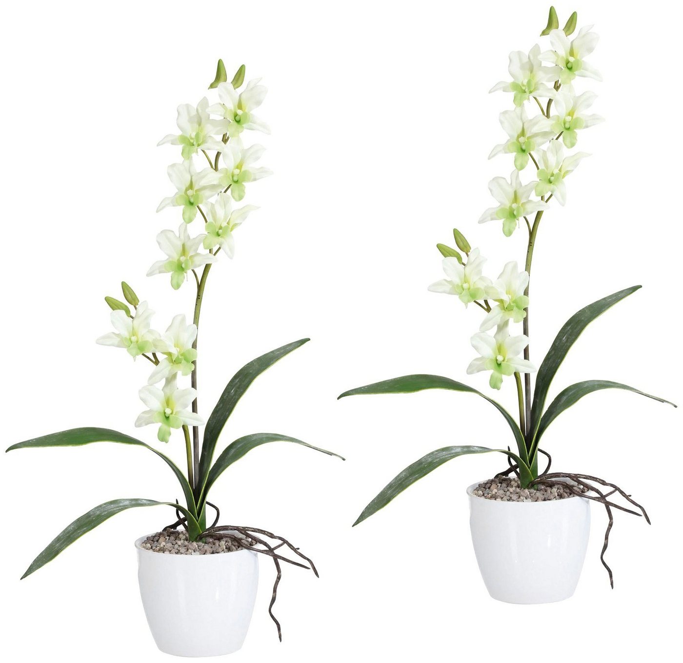 Kunstpflanze Orchidee Dendrobie Orchidee, Creativ green, Höhe 60 cm, im Keramiktopf von Creativ green