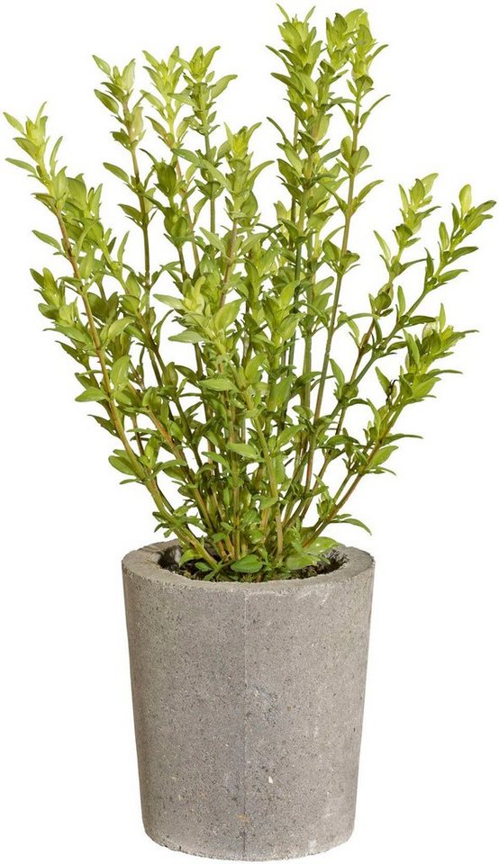 Kunstpflanze Thymian Kräuter, Creativ green, Höhe 35 cm von Creativ Green