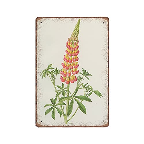 DAIERCY Blechschild mit pinker Lupine, botanischer Aufschrift von 1972. Vintage Blumenkunst Floral Spring Cottage Lustiges Vintage Metallschild Poster Wandkunst Pub Bar Küche Garten Badezimmer Home von DAIERCY