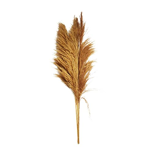 Pampasgras Natur dunkel - Pampas Grass - Cortaderia - 160 cm von DIJK