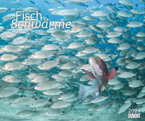 DUMONT - Fischschwärme 2025 Fotokunst-Kalender, 60x50cm, Wandkalender mit bunten Unterwasserwelt-Aufnahmen, schillernde Fischschwärme von Top-Unterwasserfotografen: Fish swarms von Dumont Kalenderverlag