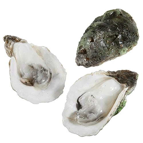 Deco Woerner Lebensmittel-Attrappe Austern-Set 3 Stück Fake Austern Naturgetreue Austern Muscheln Meeresfrüchte-Imitat Food Dummy von Deco Woerner
