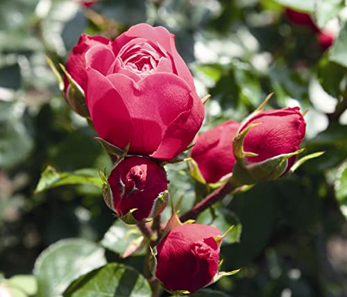 Dehner Edelrose Noblesse® Spray-Rose Magic Rokoko®, Züchter Tantau, pinke gefüllte Blüten, 20-30 cm, Topfware von Dehner