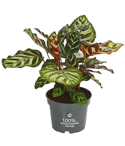 Dehner Korbmarante Makoyana, Calathea, luftreinigend, 30-40 cm, Ø Topf 12 cm, Zimmerpflanze von Dehner
