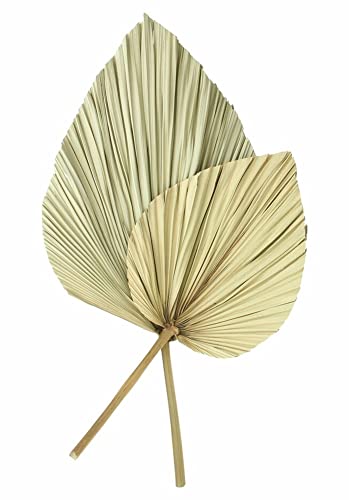 Dekoleidenschaft 2X Dekoblatt Palme getrocknet, Naturprodukt, Palmenblatt, 50-70 cm groß, Palmwedel von Dekoleidenschaft