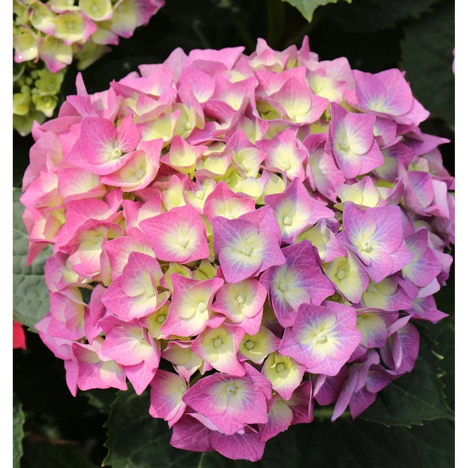 Bauernhortensie Everbloom Blue Wonder 30-40cm - Hydrangea macrophylla Bauernhortensie Everbloom Blue Wonder 30-40cm - Hydrangea macrophylla von Die Nr-01.de