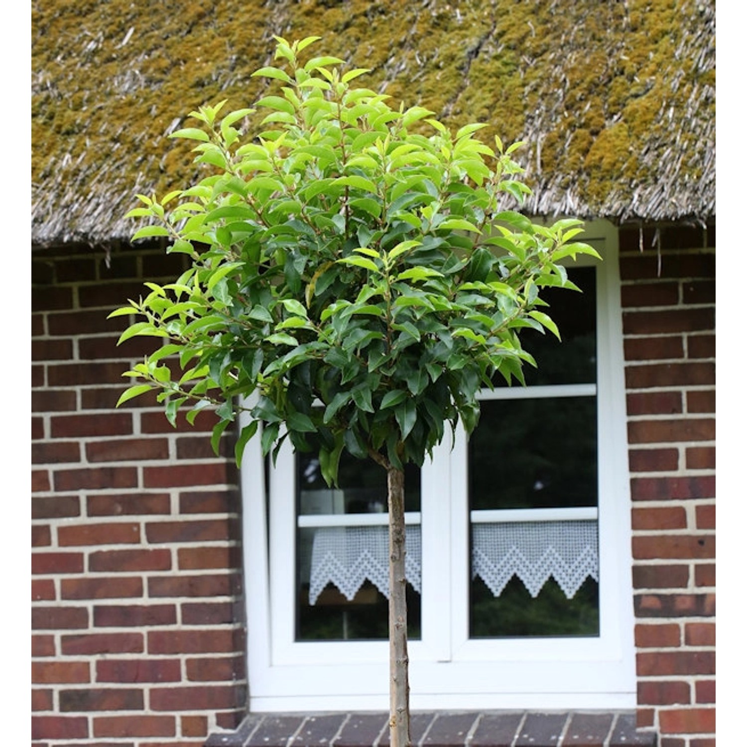 Hochstamm Portugiesische Lorbeerkirsche Angustifolia 40-60cm - Prunus lusitanica Hochstamm Portugiesische Lorbeerkirsche Angustifolia 40-60cm - Prunus lusitanica von Die Nr-01.de
