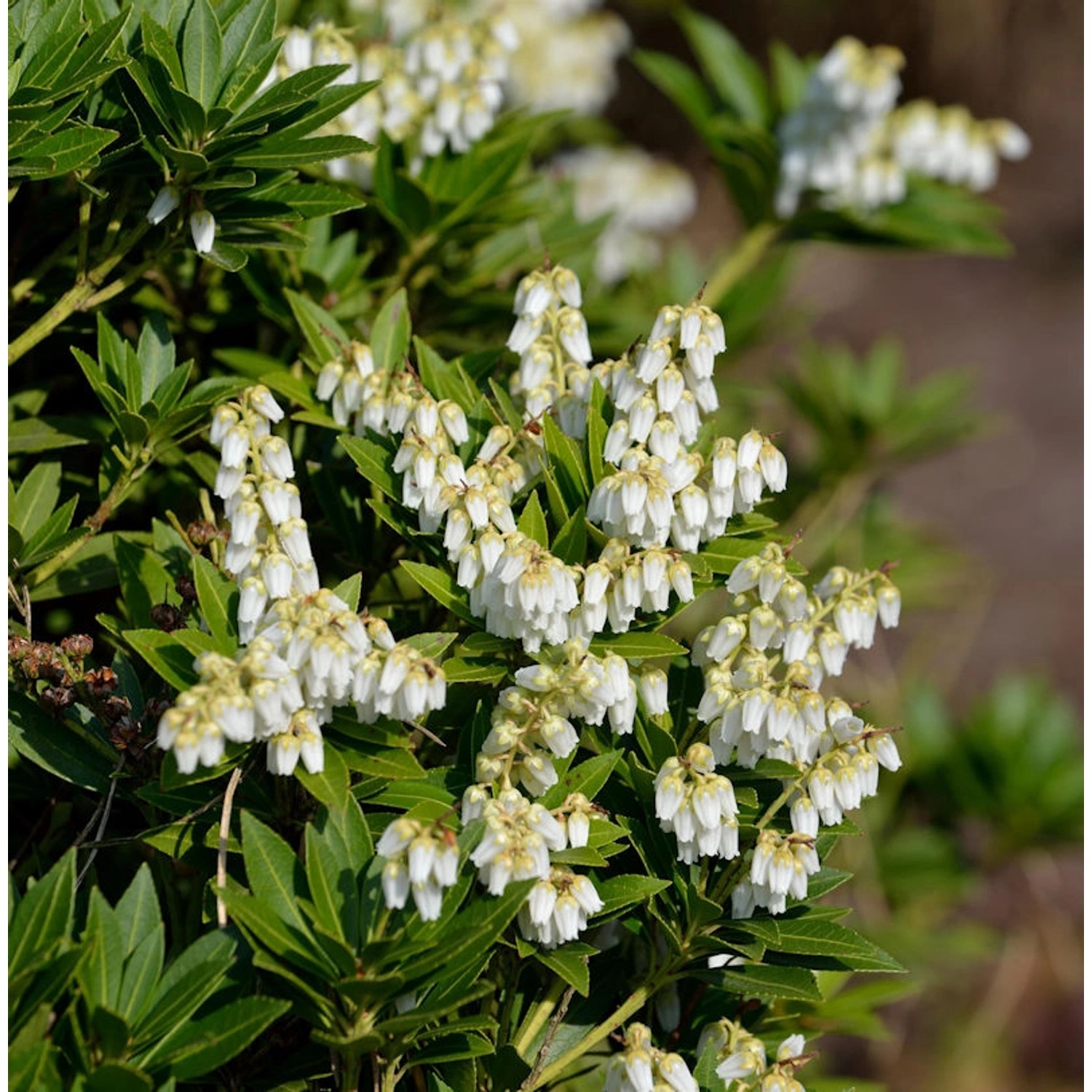 Schattenglöckchen Lavendelheide Prelude 50-60cm - Pieris japonica Schattenglöckchen Lavendelheide Prelude 50-60cm - Pieris japonica von Die Nr-01.de