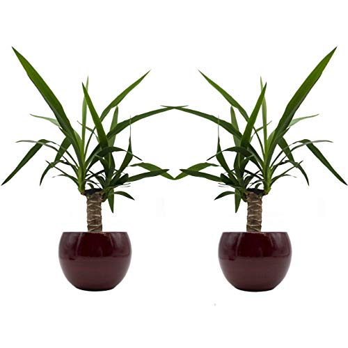 Yucca-Palmen-Duo mit handgefertigtem Keramik-Blumentopf "Cresto Rot" - 2 Pflanzen und 2 Dekotöpfe von Rapido