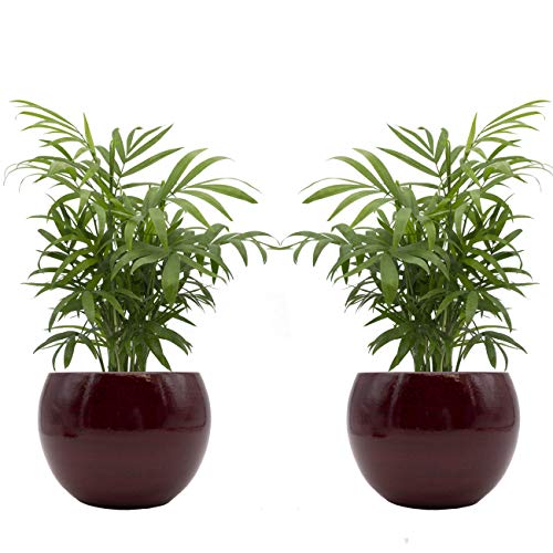 Zimmerpalmen-Duo mit handgefertigtem Keramik-Blumentopf "Cresto Rot" - 2 Pflanzen und 2 Dekotöpfe von Rapido