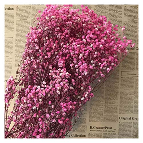 Pampasgras,Pampasgras Deko,Trockenblumen Frische getrocknete konservierte Blumen echt für Immer atme Blumenzweig für DIY Ewige Blumenmaterial(Color:Purple) von ELTOX