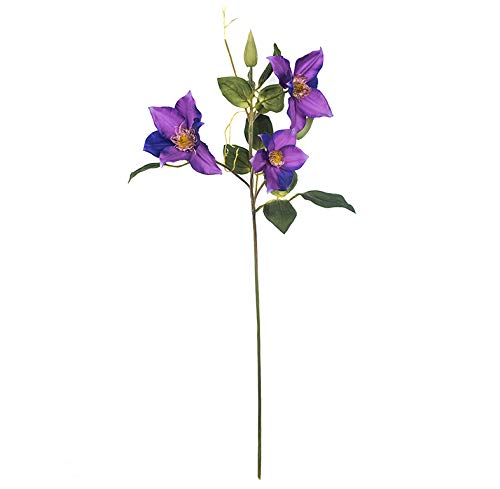 EUROCINSA Ref.12007C63 Clematis, Schachtel mit 12 Stück, Lavendel, 60 cm von EUROCINSA