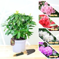 1 Große Rhododendron Ponticum in 19cm Topf Lang Anhaltende Blume Azalea Reife Gartenpflanze Rot Rosa Weiß Lila 1, 5 - 2 Füße Hoch von EasyPlantShop