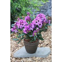 Easydendron® Großblumige Alpenrose, Rhododendron hybrida »Blaue Jungs «, blau, Höhe: 30 - 40 cm von Easydendron®