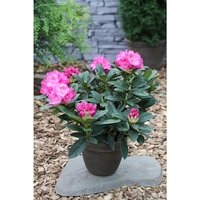 Easydendron® Großblumige Alpenrose, Rhododendron hybrida »Constanze «, dunkelrosa, Höhe: 30 - 40 cm von Easydendron®