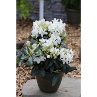 Easydendron® Großblumige Alpenrose, Rhododendron hybrida »Madame Masson«, gelb/weiß, Höhe: 30 - 40 cm von Easydendron®