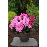 Easydendron® Großblumige Alpenrose, Rhododendron  yakushimanum »Anuschka«, Blüte: rosa von Easydendron®