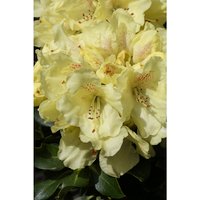 Easydendron® Großblumige Alpenrose, Rhododendron  yakushimanum »Bohlken's Laura®«, Blüte: gelb von Easydendron®