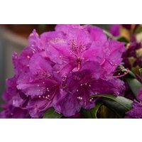 Easydendron® Großblumige Alpenrose, Rhododendron  yakushimanum »Bohlken's Lupinenberg Laguna®«, Blüte: lila von Easydendron®