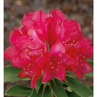 Easydendron® Großblumige Alpenrose, Rhododendron  yakushimanum »Bohlken's Roter Stern®«, Blüte: rot von Easydendron®