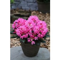 Easydendron® Großblumige Alpenrose, Rhododendron  yakushimanum »Kalinka«, Blüte: rosarot von Easydendron®