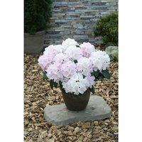 Easydendron® Großblumige Alpenrose, Rhododendron  yakushimanum »Schneekrone«, Blüte: weiß von Easydendron®