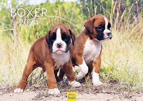 Edition Seidel Premium Kalender Boxer 2024 Format DIN A3 Wandkalender Hundekalender Hund Welpe Hunderasse Haustier von Edition Seidel