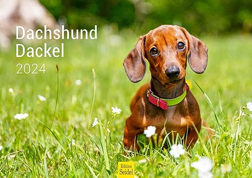 Edition Seidel Premium Kalender Dackel 2024 Format DIN A3 Wandkalender Hundekalender Hund Welpe Hunderasse Haustier von Edition Seidel