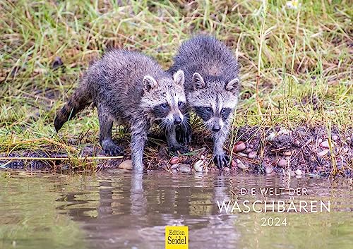 Edition Seidel Premium Kalender Die Welt der Waschbären 2024 Format DIN A3 Wandkalender Tierkalender Nordamerika Welpen Wildtiere Waldtiere von Edition Seidel